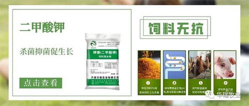 飼用有機酸怎么選 飼料企業與養殖企業需了解的抗生素替代方案