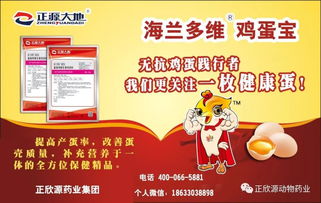 冬季雞群抗生素使用與自然預防保健雙攻略